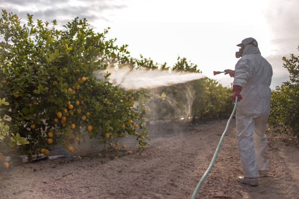 Best Affordable Pest Control Services  in South Fulton, TN