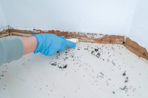 Best Pest Removal Services  in South Fulton, TN